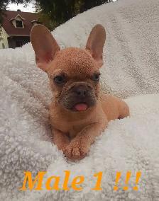 French bulldog puppies / Bouledogue français !! - Photo 6