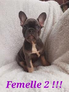 French bulldog puppies / Bouledogue français !! - Photo 7