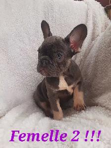 French bulldog puppies / Bouledogue français !! - Photo 8