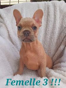 French bulldog puppies / Bouledogue français !! - Photo 9