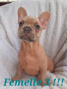 French bulldog puppies / Bouledogue français !! - Photo 10