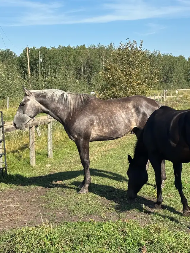 Gelding 8yr Old