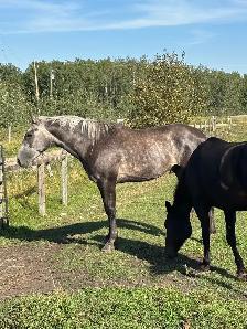 Gelding 8yr Old