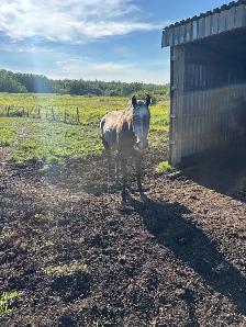 Gelding 8yr Old - Photo 4