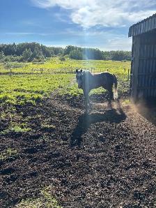 Gelding 8yr Old - Photo 5