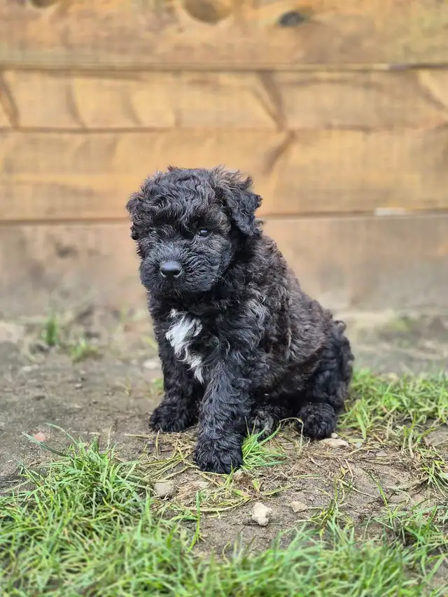 Bouvier puppies