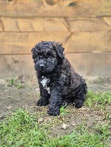 Bouvier puppies