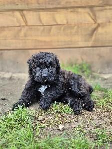 Bouvier puppies - Photo 2