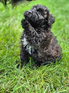 Bouvier puppies - Photo 3
