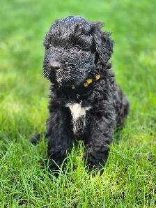 Bouvier puppies - Photo 4