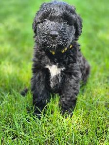 Bouvier puppies - Photo 5