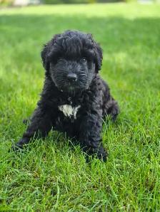 Bouvier puppies - Photo 6