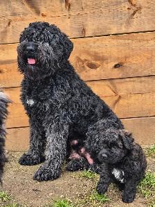 Bouvier puppies - Photo 7