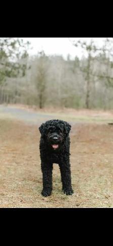 Bouvier puppies - Photo 8