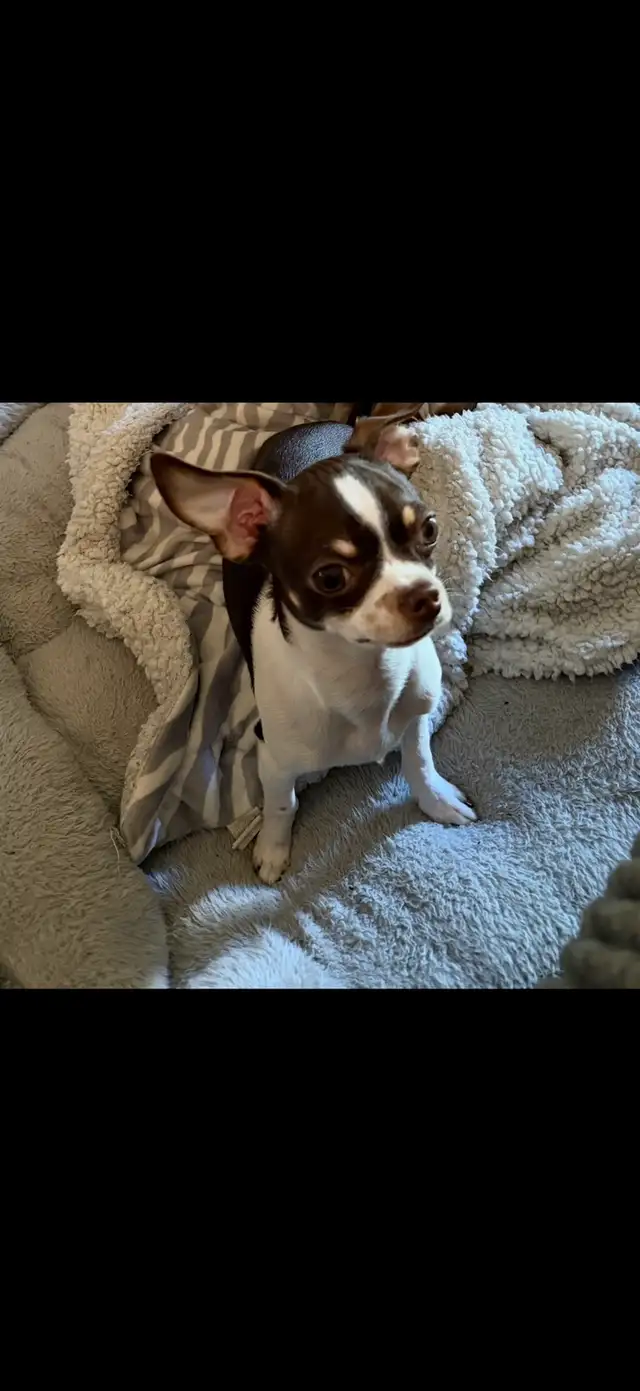 Chihuahua