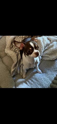 Chihuahua