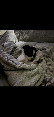 Chihuahua - Photo 2