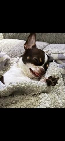 Chihuahua - Photo 3