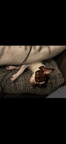 Chihuahua - Photo 4