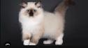 GORGEOUS BABY WHITEMITTTED & CHOCOLATEPOINT RAGDOLLS!! - Photo 2