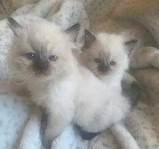 GORGEOUS BABY WHITEMITTTED & CHOCOLATEPOINT RAGDOLLS!! - Photo 4