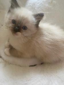 GORGEOUS BABY WHITEMITTTED & CHOCOLATEPOINT RAGDOLLS!! - Photo 7