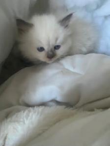 GORGEOUS BABY WHITEMITTTED & CHOCOLATEPOINT RAGDOLLS!! - Photo 9