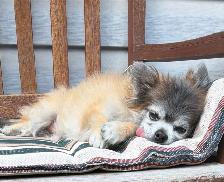 Lost Pomeranian/chihuahua Dog - Photo 2