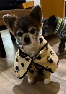 Lost Pomeranian/chihuahua Dog - Photo 3