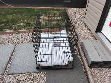 Dog Cage