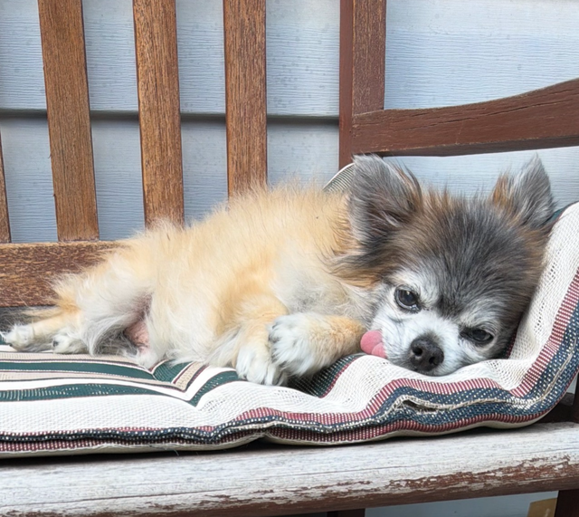 Lot Pomeranian/chihuahua Dog in Rural area