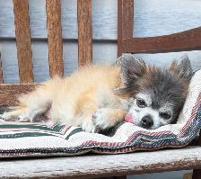 Lot Pomeranian/chihuahua Dog in Rural area