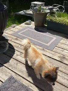 Lot Pomeranian/chihuahua Dog in Rural area - Photo 2