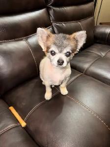 Lot Pomeranian/chihuahua Dog in Rural area - Photo 4