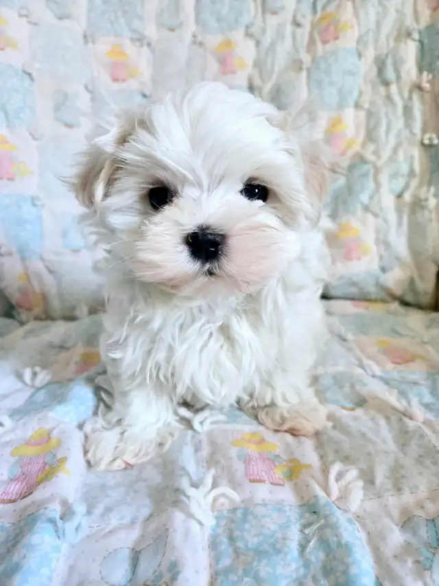 Maltese puppies available- 2 Males