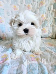 Maltese puppies available- 2 Males
