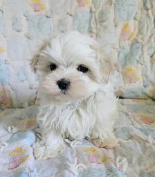 Maltese puppies available- 2 Males - Photo 2