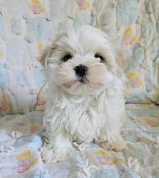 Maltese puppies available- 2 Males - Photo 3