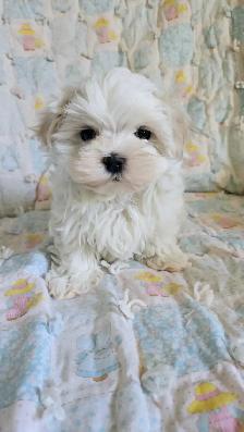 Maltese puppies available- 2 Males - Photo 4