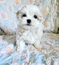 Maltese puppies available- 2 Males - Photo 5