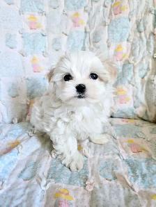 Maltese puppies available- 2 Males - Photo 6