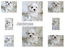 Maltese puppies available- 2 Males - Photo 7