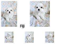 Maltese puppies available- 2 Males - Photo 8