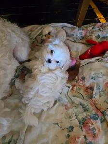 Maltese puppies available- 2 Males - Photo 9