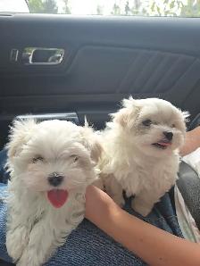 Maltese puppies available- 2 Males - Photo 10