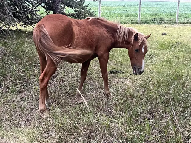 Shetland Pony Gelding