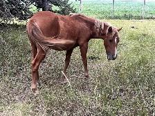 Shetland Pony Gelding