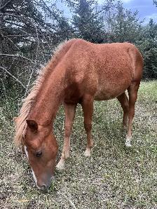 Gorgeous Shetland Pony Gelding