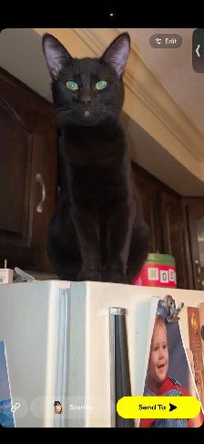 2 black cats to give away