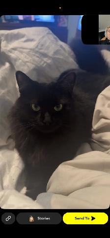 2 black cats to give away - Photo 2